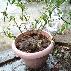 茎太めのモミジイチゴ　二株