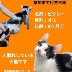 子猫を探しています