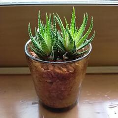 #多肉植物#十二の巻