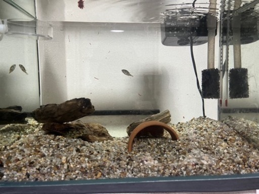 生体付き水槽（縦27横30幅20）