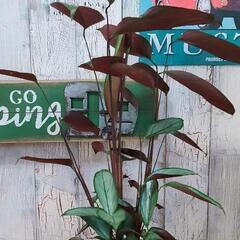 【観葉植物】クテナンテ　グレイスター