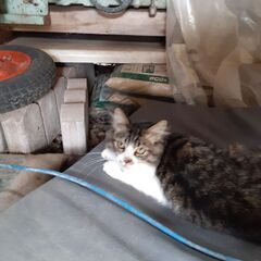可愛い子猫をもらってあげてください