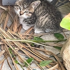 里親探してます。