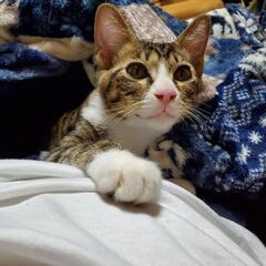 里親募集　子猫　　生後４ヶ月