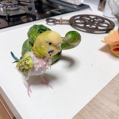 セキセイインコを探しています。