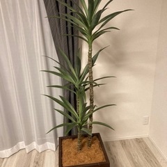 インテリア　造花　165cm ユッカ種