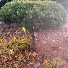 庭木 庭石 ブロック 庭にあるものの画像