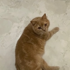 ブリティッシュショートヘアー