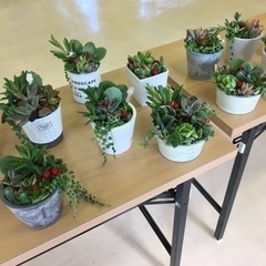 ☘多肉植物・寄せ植え教室・ワークショップの画像