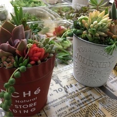 ☘多肉植物・寄せ植え教室・ワークショップ