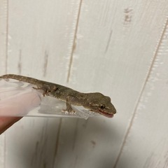 取引先決定いたしました。ニホンヤモリ