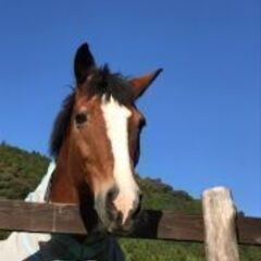 豊かな自然と動物に囲まれた放課後等デイサービスの画像