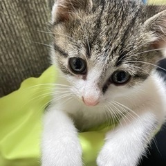 子猫の里親を探しています
