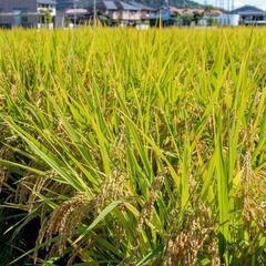 令和4年産　ヒノヒカリ玄米　15Kg