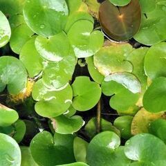 浮草　トチカガミ　越冬芽