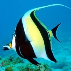 ツノダシ🐠
