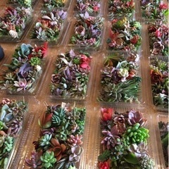 ☘多肉植物・寄せ植え教室・ワークショップの画像