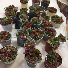 ☘多肉植物・寄せ植え教室・ワークショップの画像