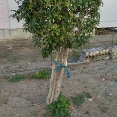 キンモクセイ植木の画像