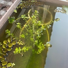 グリーンロタラ　水草