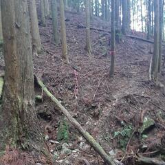 紀の川市の杉や桧　植林山　格安❗坪単価116円 - 紀の川市