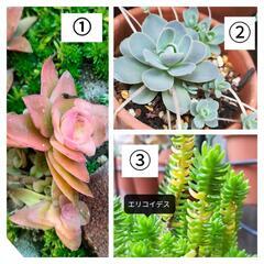 多肉植物🌵全14種以上で100円　　育てやすい（10名様限定）