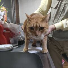 ★★代理・里親募集★★猫　メス★★