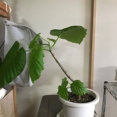 ウンベラータ鉢