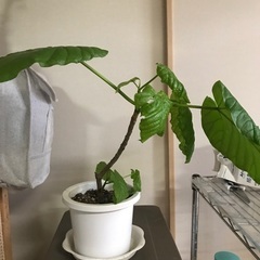ウンベラータ鉢の画像