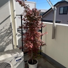黒竹　紅葉　植木お譲りします！の画像