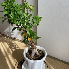 黒竹　紅葉　植木お譲りします！の画像