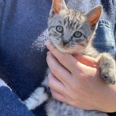 (お話し中) かわいいトラ猫(オス)4ヶ月 