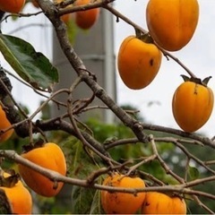 【募集続け】渋柿をご交換ください。