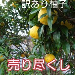 わけあり柚子1kg　15個　今年最後の売り尽くし！