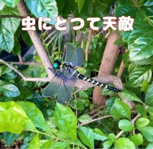 お値下げ 現金可 新品未使用 6個 虫よけ【おにやんま君】12cm 安全ピン キャンプ 害虫駆除 家庭菜園
