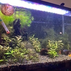 60cmワイド水槽を探しています。