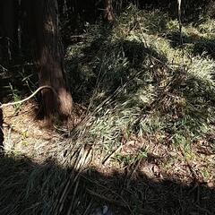 篠竹、差し上げます。