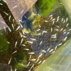 【特大白メダカ】生後5〜7ヶ月 2.5〜4.5cm 特大、奇形た...
