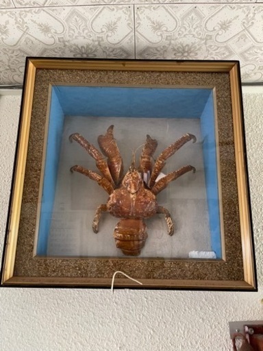 ヤシガニの剥製　ガラスケース　壁飾り