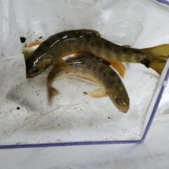 水槽洗い　経験者求む　（近所限定）の画像