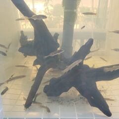 水槽洗い　経験者求む　（近所限定）の画像