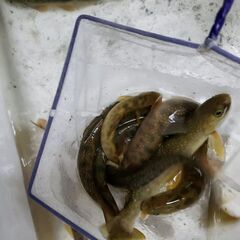 水槽洗い　経験者求む　（近所限定）の画像