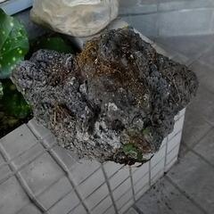 溶岩石　タマゴケつき