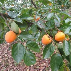 干柿用　渋柿　甲州百目　サイズミックス　5㎏の画像