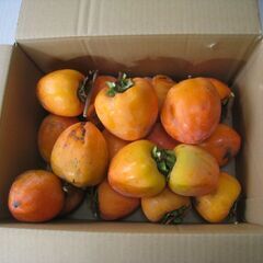 干柿用　渋柿　甲州百目　サイズミックス　5㎏の画像