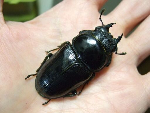 佐賀県産オオクワガタ ♀52ミリ
