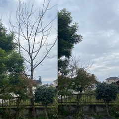 草刈り、剪定、伐採、除草剤散布 - 足利市