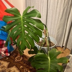 モンステラの画像