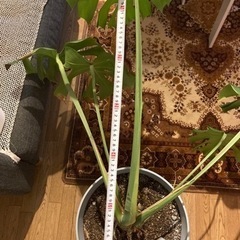 モンステラの画像