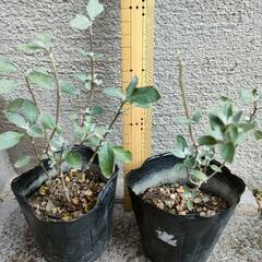 スターリングシルバー🌲カリオプテリス